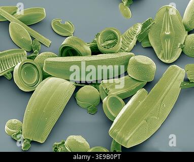 Kieselalgen. Farbige Rasterelektronenmikrographie (REM) einer Sammlung verschiedener Kieselalgen-Arten. Vergrößerung X 500 bei 10 Zentimetern Breite. Stockfoto
