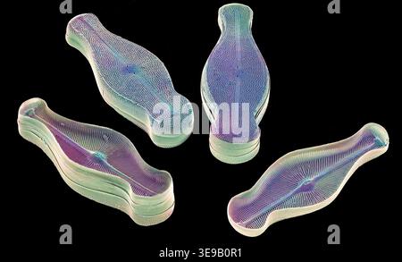 Kieselalgen. Farbige Rasterelektronenmikrographie (REM). Vergrößerung: x2000 bei Druck in einer Breite von 10 Zentimetern. Stockfoto