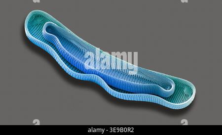 Kieselalgen. Farbige Rasterelektronenmikrographie (REM). Vergrößerung: x2000 bei Druck in einer Breite von 10 Zentimetern. Stockfoto