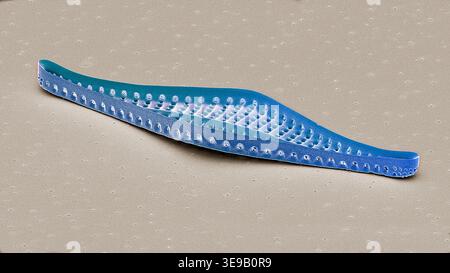 Kieselalgen. Farbige Rasterelektronenmikrographie (REM). Vergrößerung: x2000 bei Druck in einer Breite von 10 Zentimetern. Stockfoto