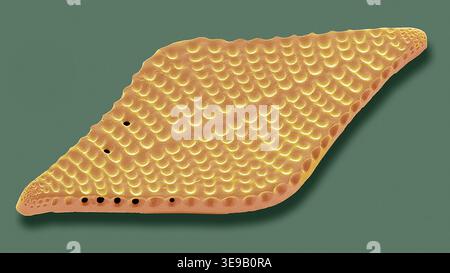 Kieselalgen. Farbige Rasterelektronenmikrographie (REM). Vergrößerung: x2000 bei Druck in einer Breite von 10 Zentimetern. Stockfoto