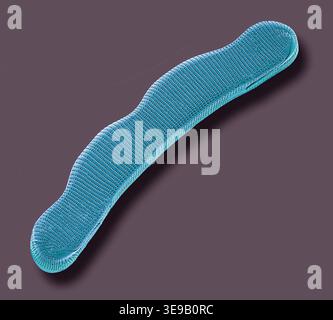 Kieselalgen. Farbige Rasterelektronenmikrographie (REM). Vergrößerung: x2000 bei Druck in einer Breite von 10 Zentimetern. Stockfoto