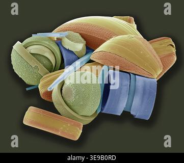 Kieselalgen. Farbige Rasterelektronenmikrographie (REM) einer Sammlung verschiedener Kieselalgen-Arten. Vergrößerung X 500 bei 10 Zentimetern Breite. Stockfoto