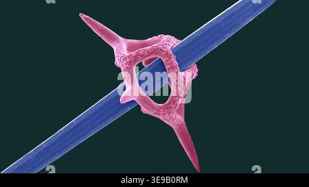 Silicoflagellat und Kieselalgen. Farbige Rasterelektronenmikrographie (REM) des Skeletts eines Dictyocha Fibula-Silicoflagellats. Vergrößerung: X1000 bei 10 Zentimeter breitem Druck. Stockfoto