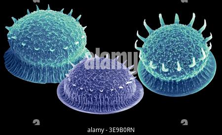 Kieselalgen. Farbige Rasterelektronenmikrographie (REM) von Actinoptychus sp Diatomen. Vergrößerung: x1000 bei Druck mit einer Breite von 10 Zentimetern. Stockfoto