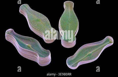 Kieselalgen. Farbige Rasterelektronenmikrographie (REM). Vergrößerung: x2000 bei Druck in einer Breite von 10 Zentimetern. Stockfoto