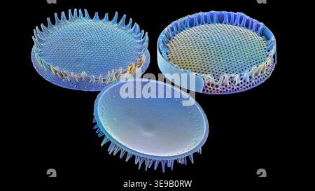 Kieselalgen. Farbige Rasterelektronenmikrographie (REM). Vergrößerung: x2000 bei Druck in einer Breite von 10 Zentimetern. Stockfoto