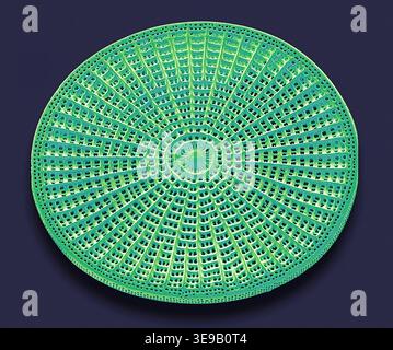 Kieselalgen. Farbige Rasterelektronenmikrographie (REM)-Kieselalgen. Vergrößerung: x2000 bei Druck in einer Breite von 10 Zentimetern. Stockfoto