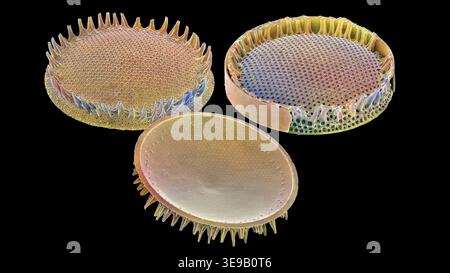 Kieselalgen. Farbige Rasterelektronenmikrographie (REM). Vergrößerung: x2000 bei Druck in einer Breite von 10 Zentimetern. Stockfoto