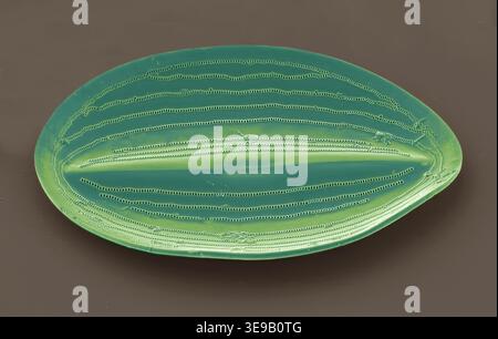 Kieselalgen. Farbige Rasterelektronenmikrographie (REM)-Kieselalgen. Vergrößerung: x2000 bei Druck in einer Breite von 10 Zentimetern. Stockfoto