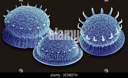 Kieselalgen. Farbige Rasterelektronenmikrographie (REM) von Actinoptychus sp Diatomen. Vergrößerung: x1000 bei Druck mit einer Breite von 10 Zentimetern. Stockfoto