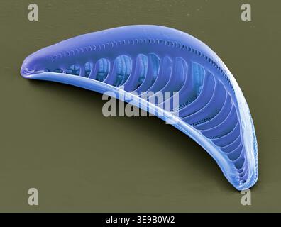 Kieselalgen. Farbige Rasterelektronenmikrographie (REM)-Kieselalgen. Vergrößerung: x2000 bei Druck in einer Breite von 10 Zentimetern. Stockfoto