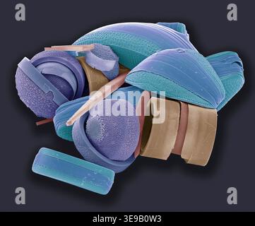 Kieselalgen. Farbige Rasterelektronenmikrographie (REM) einer Sammlung verschiedener Kieselalgen-Arten. Vergrößerung X 500 bei 10 Zentimetern Breite. Stockfoto