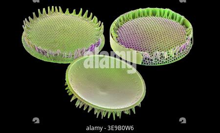 Kieselalgen. Farbige Rasterelektronenmikrographie (REM). Vergrößerung: x2000 bei Druck in einer Breite von 10 Zentimetern. Stockfoto