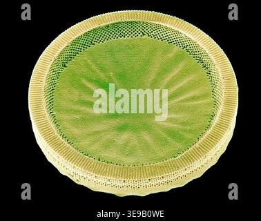 Kieselalgen. Farbige Rasterelektronenmikrographie (REM). Vergrößerung: x2000 bei Druck in einer Breite von 10 Zentimetern. Stockfoto