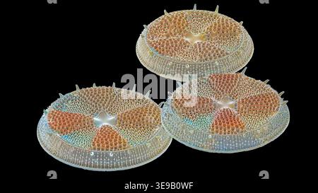 Kieselalgen. Farbige Rasterelektronenmikrographie (REM) von Actinoptychus sp Diatomen. Vergrößerung: x1000 bei Druck mit einer Breite von 10 Zentimetern. Stockfoto