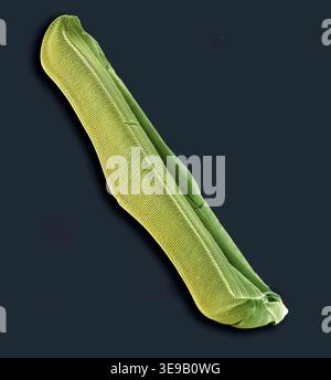 Kieselalgen. Farbige Rasterelektronenmikrographie (REM)-Kieselalgen. Vergrößerung: x2000 bei Druck in einer Breite von 10 Zentimetern. Stockfoto
