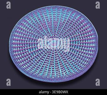 Kieselalgen. Farbige Rasterelektronenmikrographie (REM). Vergrößerung: x2000 bei Druck in einer Breite von 10 Zentimetern. Stockfoto