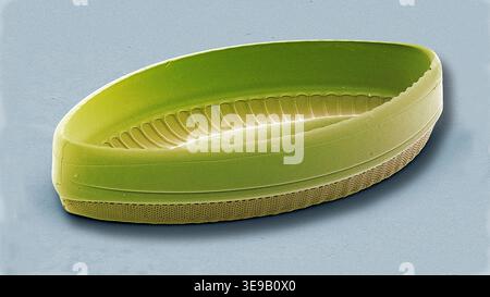 Kieselalgen. Farbige Rasterelektronenmikrographie (REM). Vergrößerung: x2000 bei Druck in einer Breite von 10 Zentimetern. Stockfoto