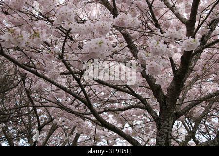 Kirschblüten an bewölktem Tag Stockfoto