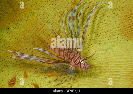 Ein gewöhnlicher Löwenfisch, Pterois volitans, schwebt zwischen den Falten eines Elefantenohrschwammes, Ianthella basta, während er in der Nähe befindliche Kardinalfische als Potenzial betrachtet Stockfoto
