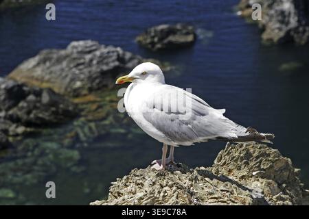 Belle-Ile, Les Aiguilles de Port Coton, Möwe Stockfoto