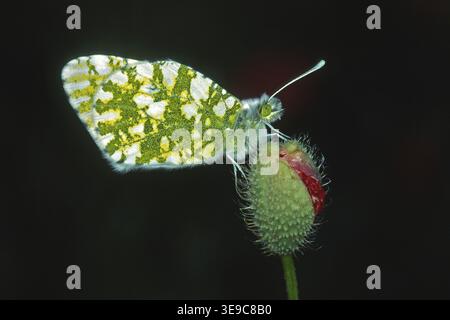 Euchloe Ausonia, Ausonia Weiße Stockfoto