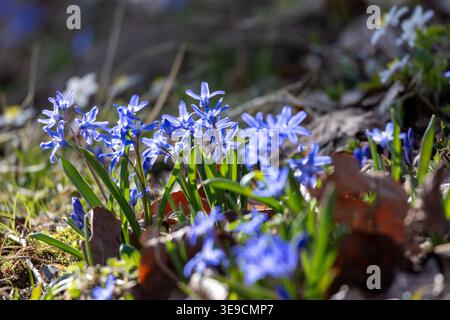 Sibirische Blüten mit leuchtend blauen Blütenblättern im sonnigen Frühlingsgarten Stockfoto