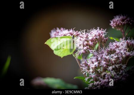 Ein Schwefel-Schmetterling (Gonepteryx rhamni) ruht im Sommerlicht auf violetten Blüten. Stockfoto
