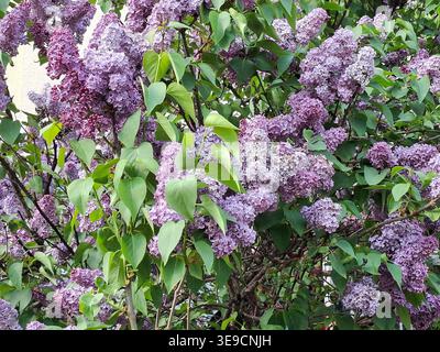 Blühender Fliederstrauch. Syringa vulgaris Stockfoto