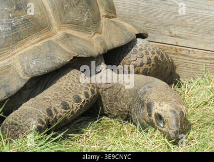Aldabra-Riesenschildkröte (Aldabrachelys Gigantea) Stockfoto