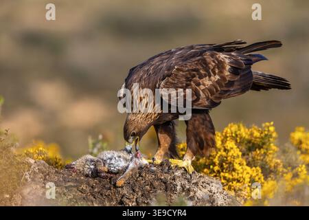 Goldenadler; Aquila chrysaetos; Fütterung; Spanien Stockfoto