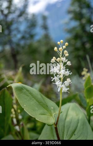 May Lily; Maianthemum bifolium; blühend; UK Stockfoto