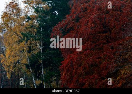 Herbstwald in Redmire in Wensleydale mit tiefroter Buche, goldenen Birken und dunklen immergrünen Bäumen vor einem bewölkten Himmel Stockfoto