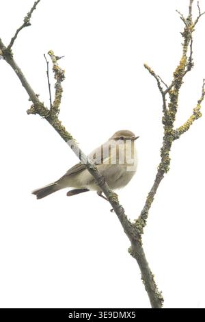 Iberischer Chiffchaff (Phylloscopus ibericus) Westleton Heath Suffolk April 2026 Stockfoto