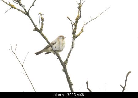 Iberischer Chiffchaff (Phylloscopus ibericus) Westleton Heath Suffolk April 2026 Stockfoto