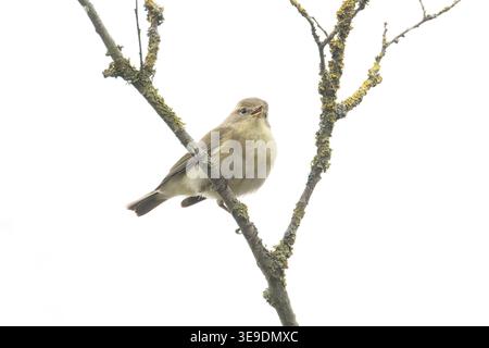 Iberischer Chiffchaff (Phylloscopus ibericus) singt männlich Westleton Heath Suffolk im April 2026 Stockfoto