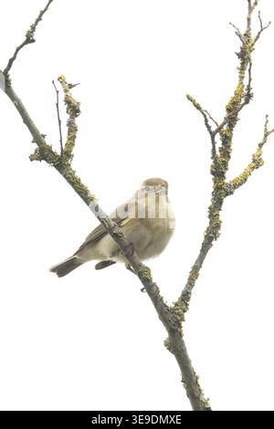 Iberischer Chiffchaff (Phylloscopus ibericus) singt männlich Westleton Heath Suffolk im April 2026 Stockfoto