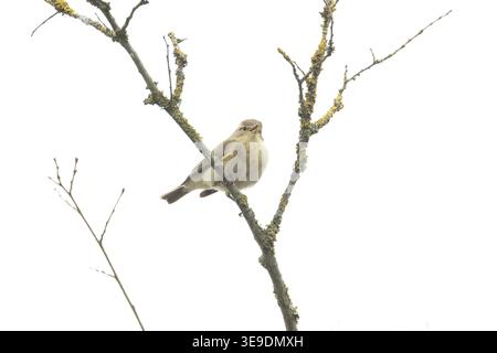 Iberischer Chiffchaff (Phylloscopus ibericus) singt männlich Westleton Heath Suffolk im April 2026 Stockfoto