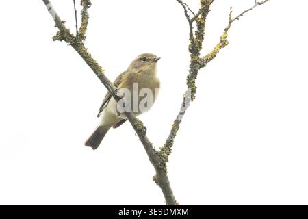 Iberischer Chiffchaff (Phylloscopus ibericus) Westleton Heath Suffolk April 2026 Stockfoto