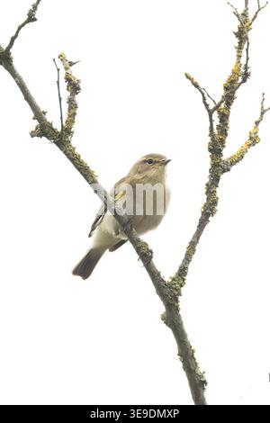 Iberischer Chiffchaff (Phylloscopus ibericus) Westleton Heath Suffolk April 2026 Stockfoto