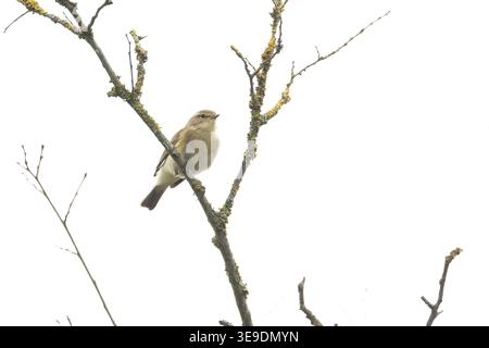 Iberischer Chiffchaff (Phylloscopus ibericus) Westleton Heath Suffolk April 2026 Stockfoto