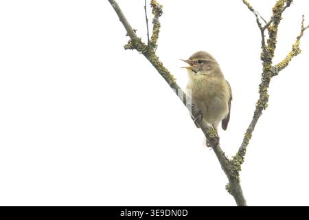 Iberischer Chiffchaff (Phylloscopus ibericus) singt männlich Westleton Heath Suffolk im April 2026 Stockfoto