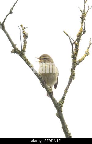 Iberischer Chiffchaff (Phylloscopus ibericus) singt männlich Westleton Heath Suffolk im April 2026 Stockfoto