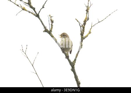 Iberischer Chiffchaff (Phylloscopus ibericus) singt männlich Westleton Heath Suffolk im April 2026 Stockfoto