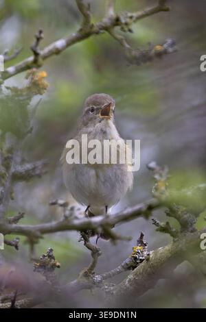 Iberischer Chiffchaff (Phylloscopus ibericus) singt männlich Westleton Heath Suffolk im April 2026 Stockfoto