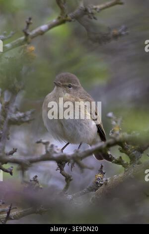 Iberischer Chiffchaff (Phylloscopus ibericus) Westleton Heath Suffolk April 2026 Stockfoto