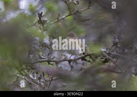 Iberischer Chiffchaff (Phylloscopus ibericus) Westleton Heath Suffolk April 2026 Stockfoto