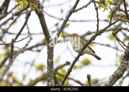 Iberischer Chiffchaff (Phylloscopus ibericus) singt männlich Westleton Heath Suffolk im April 2026 Stockfoto