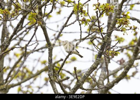Iberischer Chiffchaff (Phylloscopus ibericus) singt männlich Westleton Heath Suffolk im April 2026 Stockfoto